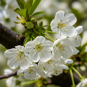 3ft 'Summer Sun' Cherry Tree | 4.5L Pot | Colt Rootstock